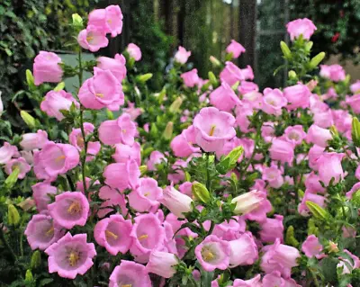 Canterbury Bells Campanula Medium Single Rose-pink 420 Seeds + FREE PLANT LABEL • £1.19