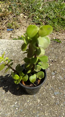 Jade Plant • $5