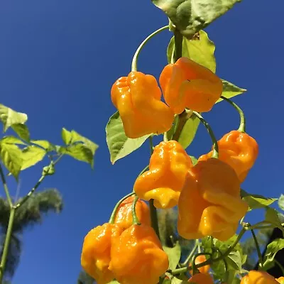 10+ Yellow Moruglah Pepper Seeds | Exotic Chile | 7 Pot Douglah & Moruga Cross • $6.99