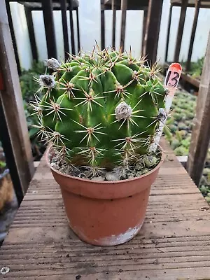 £18 • Buy Echinopsis Ancistrophora Plant  