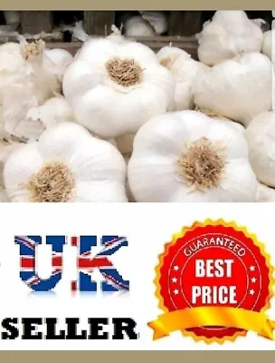 £2.67 • Buy Garlic Cloves  Albigensian Wight  From Viable Bulbs  Uk Seller