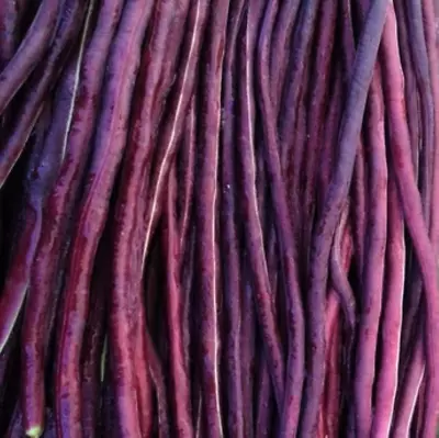 Purple Mart Yard Long Bean Seeds | Red Asparagus Edamame Cowpea Asian Seed 2024 • $3.95