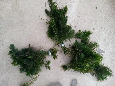 ⭐⭐Hornwort Pond & Aquarium Oxygenating Aquarium Pond Water Plant 3 Bunches⭐⭐ • £10