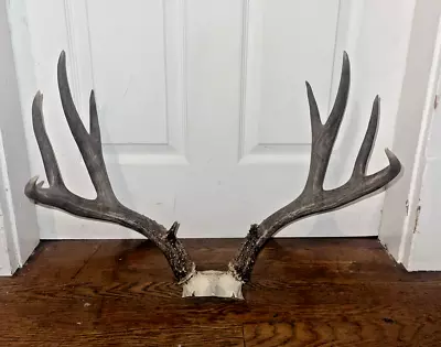 ANTLERS MULE DEER WILD TYPICAL 4X4 Dark Brown Decor Rack Display Man Cave • $90