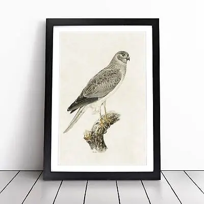 £19.95 • Buy Male Hen Harrier Framed Wall Art Print Large Picture Painting Poster Home Decor
