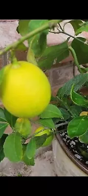 Mayer Lemon Tree. 4 Inch Pot. Inside Or Outside Plant  Full Of Blooms  • $50