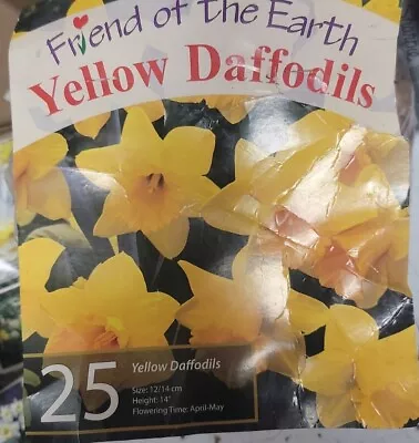 25x Daffodil Bulbs Yellow Pre Chilled  • $22.48