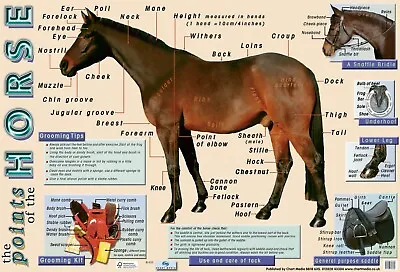 Horse Poster  Anatomy  Grooming And Tack. A2 60x 40cm Equine Educational • £5