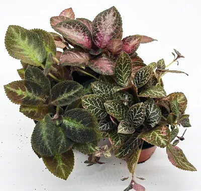 Flame Violet Variety Pack - Episcia - Easy To Grow - 3 Plants In 4  Pots • $27.99