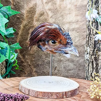 G18q Chicken Head Mount Display Taxidermy Chick Bird Curiosities Oddities Decor • $29.99