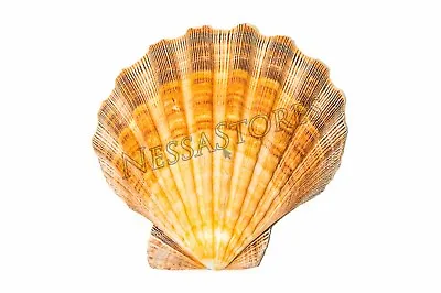 $7.25 • Buy Orange Lion Paw Scallop Nautical Dish Beach Craft Sea Shell 41/2 - 51/2  (1 Pc) 