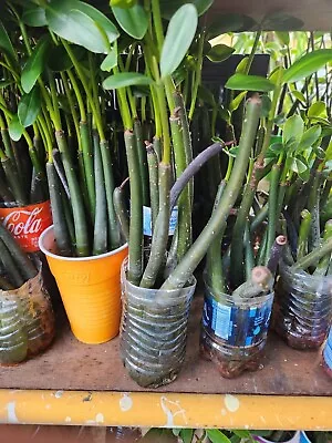 33 Footlong Red Mangrove Plants 12 + W Leaves & Roots Rhizophora Mangle Aquarium • £96.37