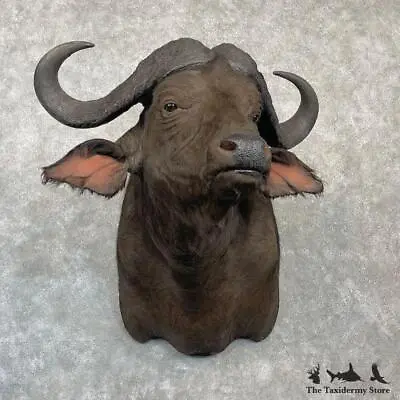 #27137 EL | African Cape Buffalo Taxidermy Shoulder Mount For Sale • $7495