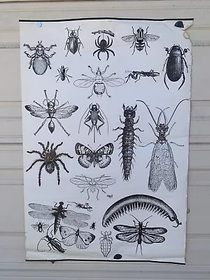 Bugs Insects School Educational Vintage 1960's 1970's 25.5  X 37.5  Poster #154 • $28.99