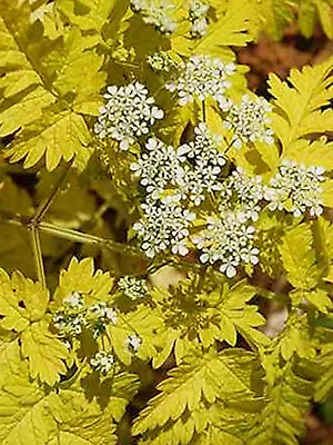 Cow Parsley Golden Fleece - Anthriscus Sylvestris - 12 Seeds - Choice Perennial • £1.29