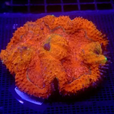 Red Symphyllia Coral Large WYSIWYG IC 3216 - Indigo Corals • $68