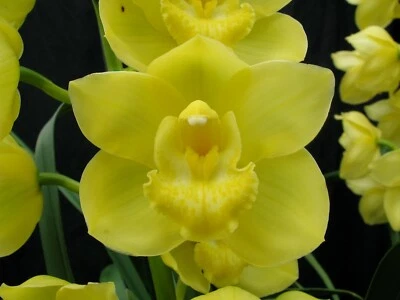 $12 • Buy Cymbidium Mem. Patsy Bauman 'Templestowe' 68mm Pot