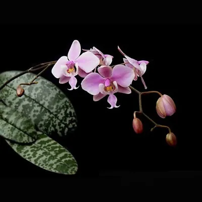 $59 • Buy MOS. Orchid Species Phalaenopsis Schilleriana