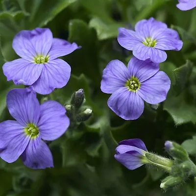 £24.99 • Buy Aubrieta Trailing Audrey 'Sky Blue' Rock Cress Aubrieta Perennial Plug Plants