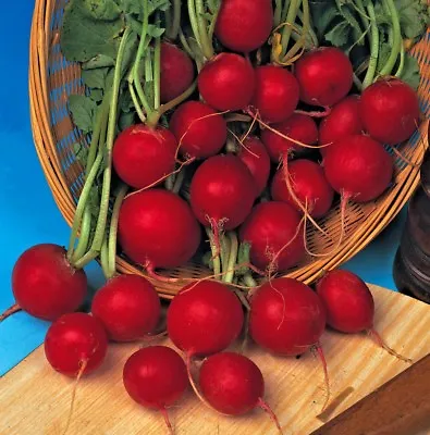 Vegetable Radish Early Scarlet Globe Appx 1000 Seeds • £1.19