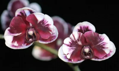 $22 • Buy Orchid Phal Hsinying Little Knight 'Plastic Doll' Seedling