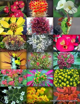 FLOWERING EUPHORBIA VARIETY MIX Exotic Succulent Rare Cacti Plant Seed 100 SEEDS • $24.99