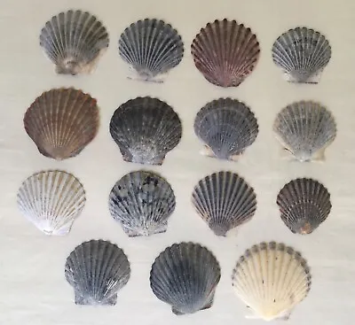 Lot Of 15 Gray Scallop Shells Medium 1.25-1.75” Beach-combed Seashore Decor • $5.09