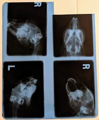 X-rays Films Lot 15 Films 8 X10  Exotic Animals Ferret Bird Rabbit Reptile • $35