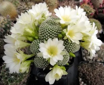 REBUTIA (Rebutia Krainziana Var Albiflora) 10 Seeds • $4