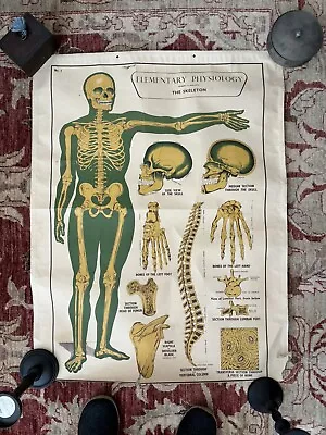 E.J. Arnold & Son Ltd. Vintage Educational Physiology Poster • $95