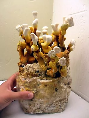 Reishi Antler Mushroom Grow Kit (G. Multipileum) - 3.5 Lb - Already Inoculated! • $18.99