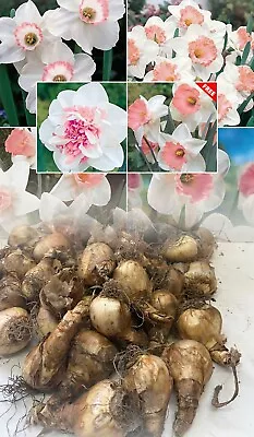 In Stock. 2kg Pink Mixed Double/single Apricot/pinkish Daffodil/narcissus Bulbs • £117.50