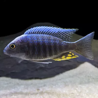 Kande Island Peacock Cichlid | Aulonocara Maylandi Kandeensis | Lake Malawi • £12.65