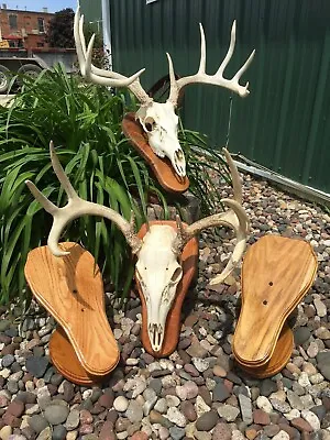 European Deer Skull Mount Taxidermy Wall Plaque Pedestal Table Supplies • $40