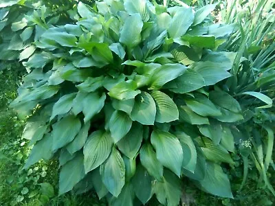 3 Hosta Eyes Live Plants Bare Root Green Plantain Lily Purple Perennial Preorder • $12.99