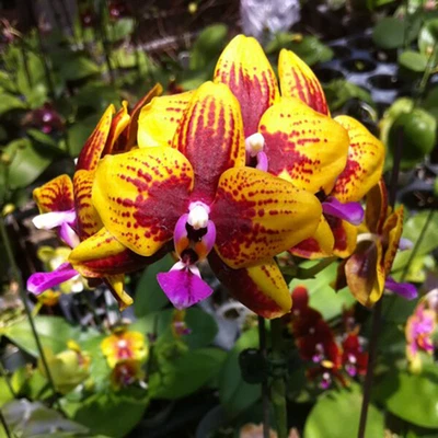 $34.50 • Buy RFO Phalaenopsis Allura ‘Vesuvius’