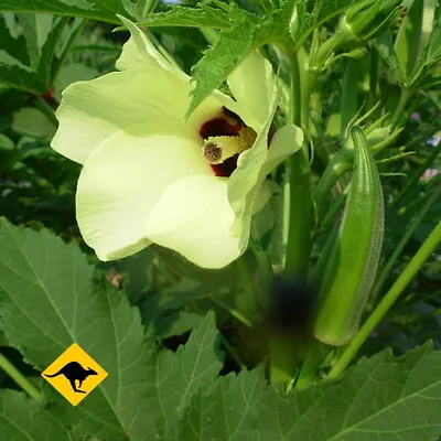 Okra Seeds Ladies Fingers Organic Seed  50+ High Yielding Bhindi  Seeds  🌿 • $5.95