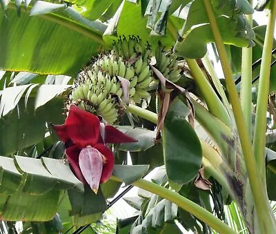 Musa Acuminata Ssp. Acuminata - Banana Tree - 15 Seeds • $5.98