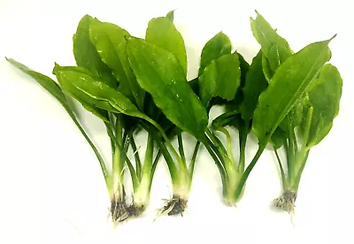 £5.99 • Buy 5x Amazon Sword Echinodorus Bleheri Live Aquarium Aquatic Plants Fish Tank
