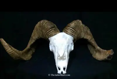 $795 • Buy Giant Gobi Argali Sheep Bighorn Repro Horns   Antlers Antler Taxidermy
