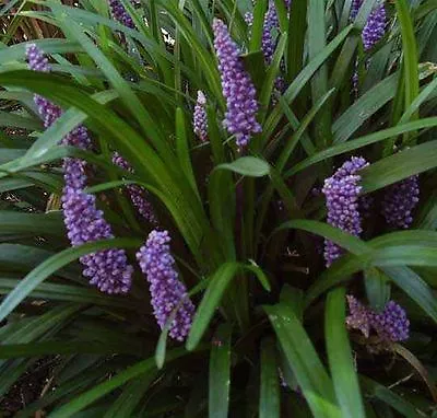 Liriope Muscari 'Big Blue' 50 Bare Root Divisions • $123.50