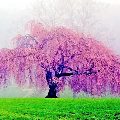 Japanese  WEEPING SAKURA  Cherry Blossom Flower Tree Seeds (pendula) Fast Hardy • $12.95