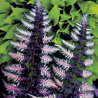 Japanese Painted Fern (Athyrium) XXL 3Lt Pot Tropical Ferns Plants To Your Door • £14.99