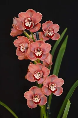 $39.95 • Buy Cymbidium Orchid - Spicy Khan 'Comet' - Flowering Size Plant