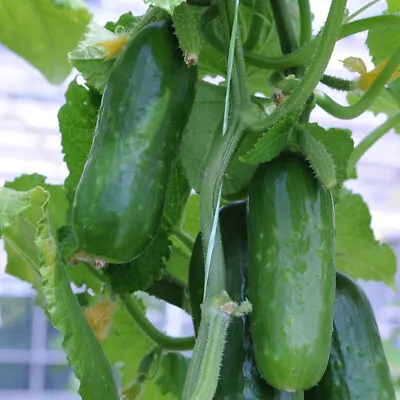 Cucumber 'Picolino'. Medium Plug Plant X 4. Mini Cucumber. Easy To Grow. • £9.95