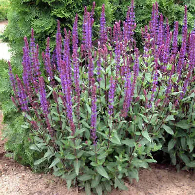 Salvia Nemorosa Caradonna | Plug Plant | Perennial • £6.99