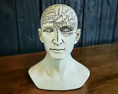 Phrenology Bust Vintage Medical Phrenology Head Oddities Curiosities Unique • $43