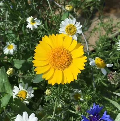 10x Corn Marigold Plugs Hardy Annual Stunning Yellow Wildflower Pollinators • £12.93