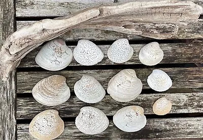 Quahog Shells From Jersey Shore • $5
