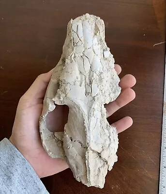 Fossil Oreodont Skull Merycoidodon White River Badlands Nebraska No Resto • £265.16
